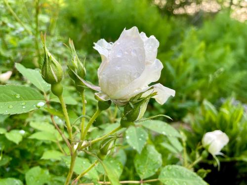 a white rose with water droplets on it at Maison d'Hôtes de Charme Le Clos de la Fontaine Piscine & SPA in Labastide-Marnhac