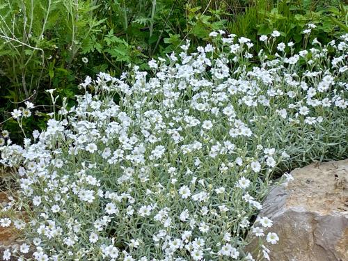 a bunch of white flowers in a garden at Maison d'Hôtes de Charme Le Clos de la Fontaine Piscine & SPA in Labastide-Marnhac