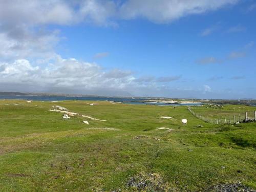 a herd of sheep grazing in a field with a fence at Lake House Mannin, Ballyconneely in Ballyconneely