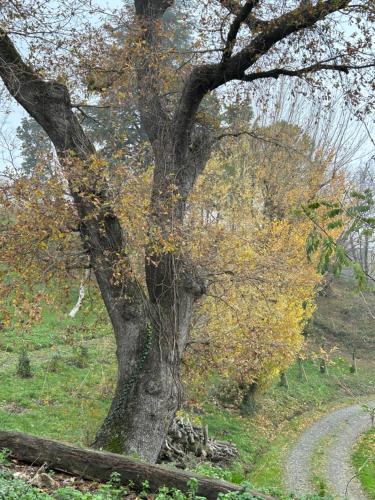 a tree in a field next to a dirt road at Monte Cuccolo House B&B in Fontanelice