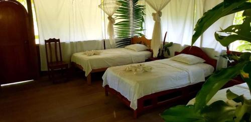 um quarto com duas camas com lençóis brancos e uma planta em Amazon Tropical Expeditions em Iquitos