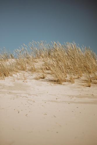 a field of tall grass on a sandy beach at Boho Sfera in Kopalino
