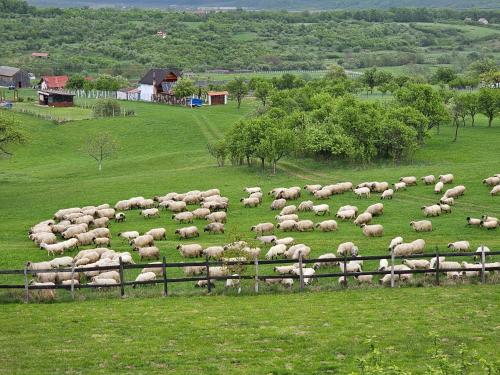 a herd of sheep in a field behind a fence at Pensiunea Printul Vlad in Sibiel