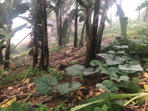 une forêt avec de grandes plantes et arbres verts dans l'établissement Gorilla Homestay Kabale, à Kabale