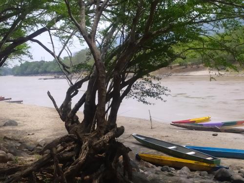 a tree on the beach next to some boats at Casa Rio y Montaña Low cost in Honda