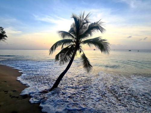 un palmier sur une plage avec l'océan dans l'établissement Ottie-Newly Renovated, 5 min from beach, à Saint James