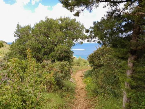 a dirt trail through a forest with trees at Moja posebna kuća na osami kraj mora in Vis