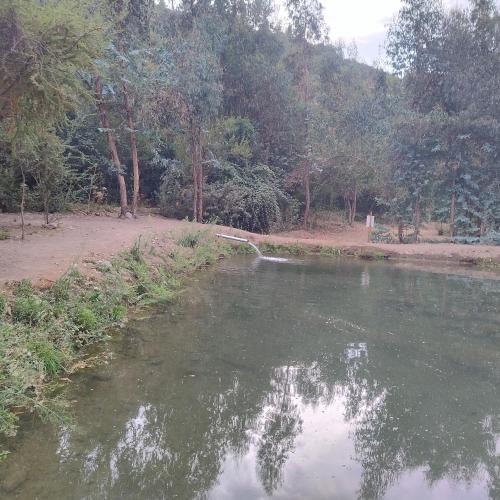 a body of water with trees in the background at La Polcura Lodge Turismo -Fishing Lodge & Spa in El Llano