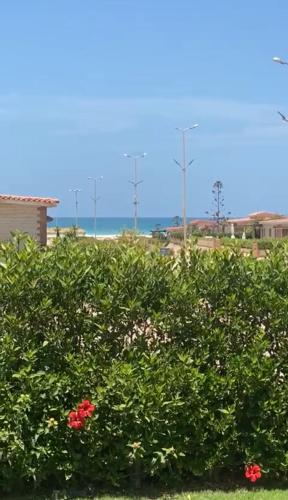 a bush with red flowers in front of the ocean at قرية الفيروز الساحل الشمالي El Fairouz Village north coast in Qaryat Shurūq