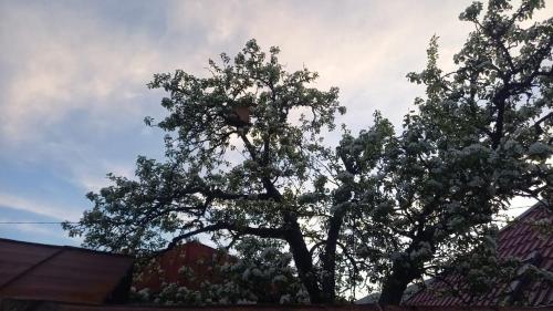 a tree that is standing next to a building at Lahij Rashad Ismayilov Hotel in Lahıc