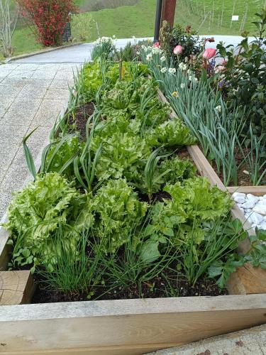 a garden with plants in a wooden box at Hiška na gorci in Podčetrtek