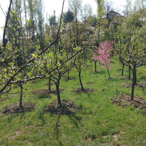 a group of trees with pink flowers in a field at Elizabeth paying guest house Tangmarg gulmarg in Gulmarg