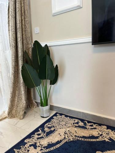 a potted plant in a room with a blue rug at Greenlight Apartments in Kiembi Samaki
