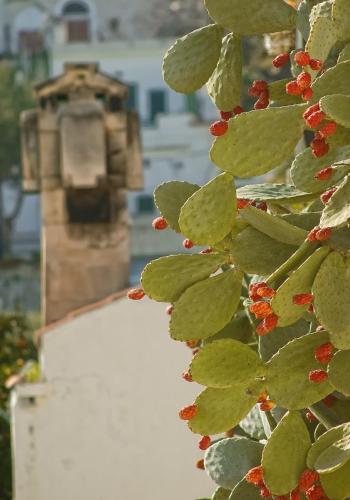a green plant with a bird house in the background at Le Case di Chri in Mattinata