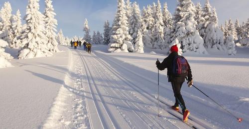 a group of people cross country skiing in the snow at Maier Pension in Bayerisch Eisenstein