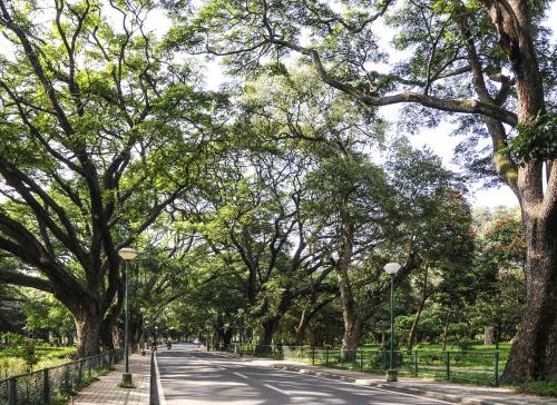 a tree lined street in a park with street lights at ibis Bengaluru Hosur Road - An Accor Brand in Bengaluru