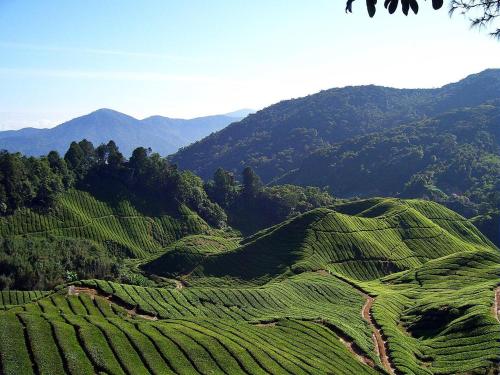 a view of a green hill with mountains in the background at CAMERON KEA FARM HOTEL Islamic concept Hotel in Brinchang
