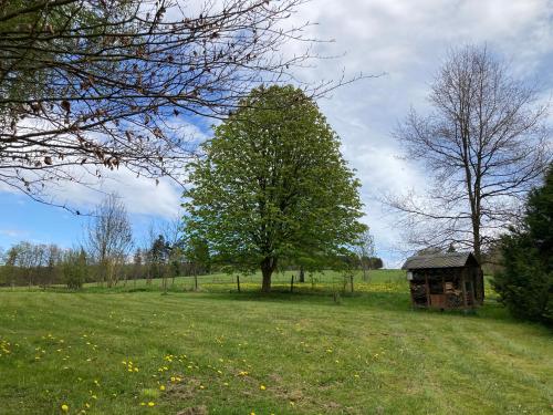 an old shed in a field with a tree at Gasthof Walhalja in Schmallenberg