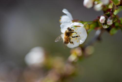 a bee is flying around a white flower at Ferienhof Rohrbachhof in Schiltach