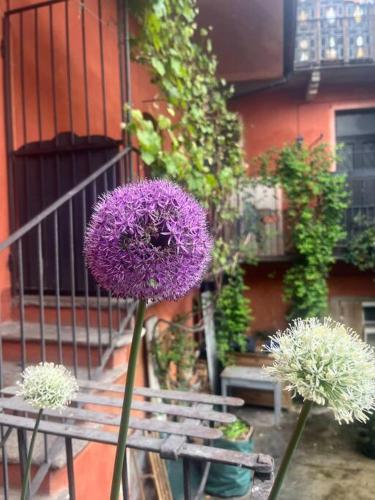 une fleur violette assise devant un banc dans l'établissement Come a casa tua, à Castelletto sopra Ticino