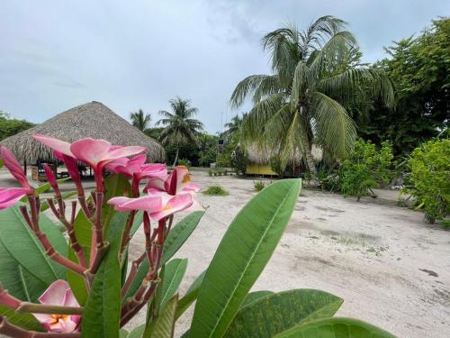 um ramo de flores em frente a uma praia em Hotel Las Casitas De Mar Adentro em Isla Grande