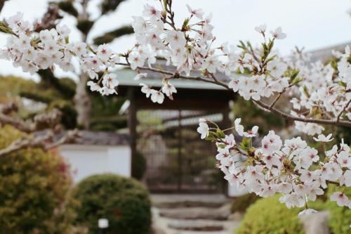 un árbol con flores blancas delante de una casa en Villa SHINOBI -忍-, en Hinase