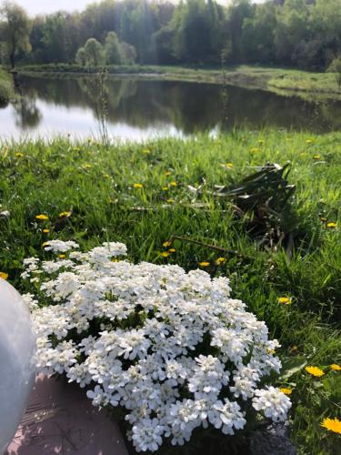 a bunch of white flowers in the grass next to a lake at Будинки рибалки in Sudovaya Vishnya