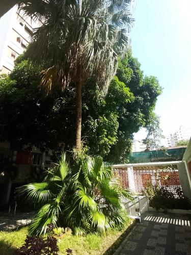 a palm tree in a yard next to a brick wall at Apartamento Parque Jardim Europa in Rio de Janeiro