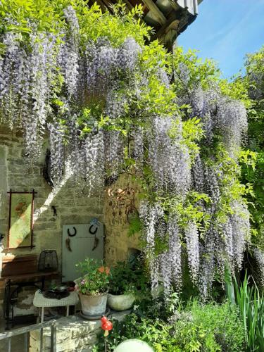 a wisteria hanging from a wall in a garden at La Pie qui Chante in Saint-Lamain