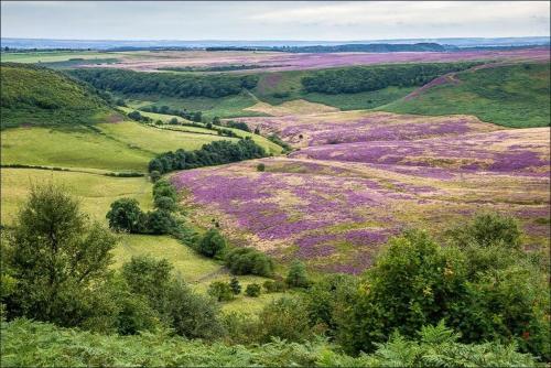 a view of a field with purple flowers on a hill at The Horseshoe Country Inn in Pickering