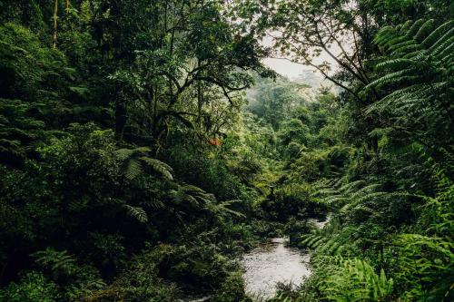 a river in the middle of a lush green forest at One&Only Nyungwe House in Rwumba