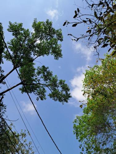 widok na niebo pomiędzy dwoma drzewami w obiekcie Dormitories/Hosteller, Giftland Homestay w Aizawl