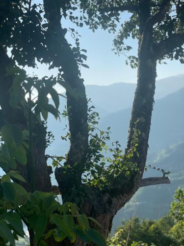 a tree with ivy growing on the side of it at The overlook cottage 2 in Keda