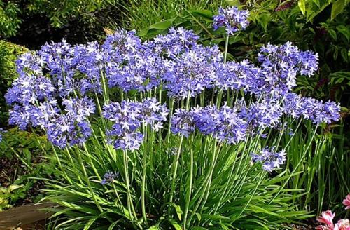 Gallery image of Agapanthus bed and breakfast in Hoogkarspel
