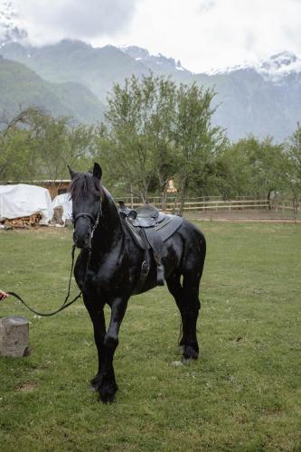 a black horse standing in a field of grass at Shpija Ujevara e Vogel in Theth