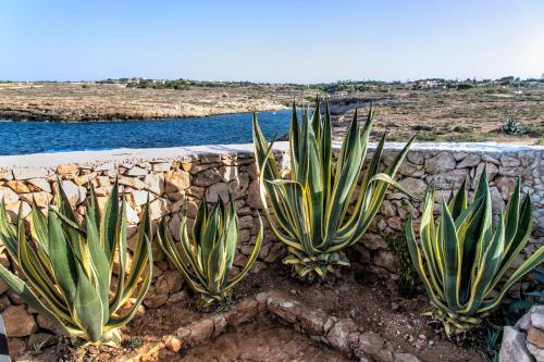 due piante di agave di fronte a un muro di pietra di Calamadonna Club Hotel a Lampedusa