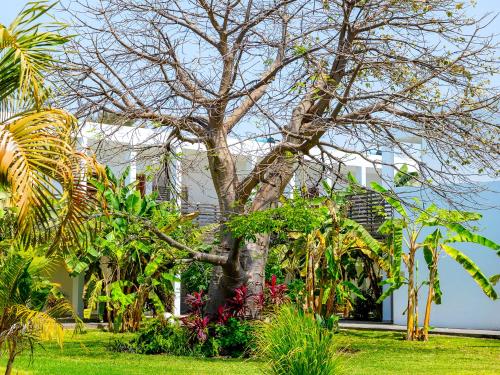 a tree in front of a white building with plants at Tamala Beach Resort in Kotu