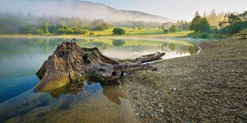 a dead tree in the water next to a lake at Zruby Krpáčovo in Dolná Lehota