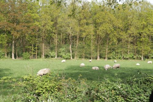 a herd of sheep grazing in a field at Kom heerlijk tot rust in Casa Debonair in Peperga