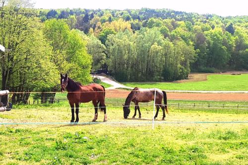 two horses standing in a field next to a fence at APARTMA KAPELSKI FANT in Sveti Jurij ob Ščavnici