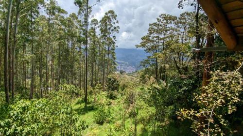 a view of a forest with tall trees at La Esperanza bird Lodge and Reserve in Jardin