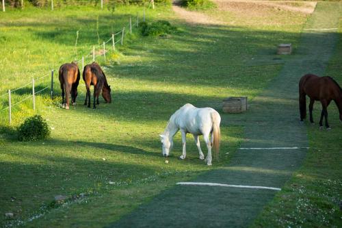a group of horses grazing in a field at Domaine De Chantemerle B'nB in Marsac