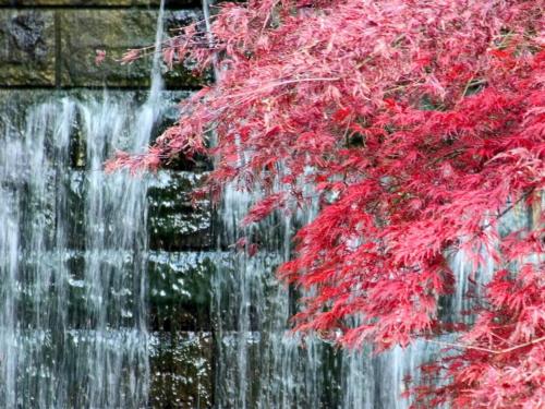 a waterfall with a red maple tree next to it at Suikoyen Hotel - Vacation STAY 53777v in Kurume