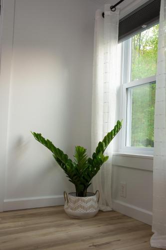 a plant in a basket sitting in front of a window at Maple Retreat with Big Pool in Dundee