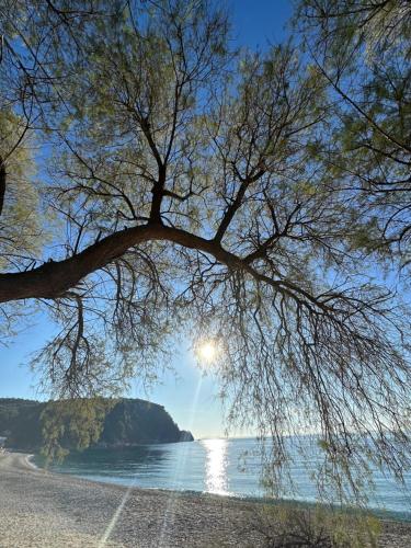 a tree on a beach with the sun in the background at Potami Seashell in Himare