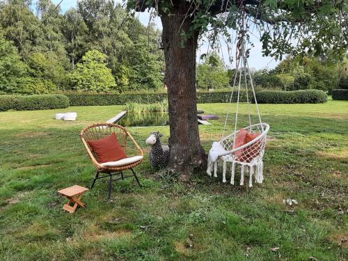 Due sedie e un pollo seduti accanto a un albero di B&B De Levensboom a Tessenderlo