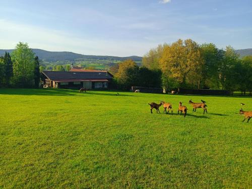 un grupo de caballos corriendo en un campo en Wohnungen- Christopherhof MJ,Grafenwiesen en Grafenwiesen