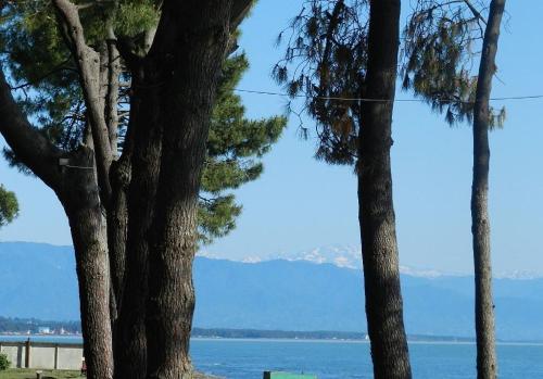 a group of trees with a view of the water at Villa ReTa Hotel & SPA in Grigoleti