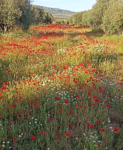 a field of red and white flowers in a field at ALOJAMIENTO TURISTICO LAS SOLANERAS in Solana del Pino
