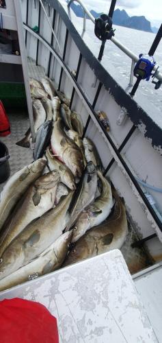 a bunch of fish sitting on a boat at JULIA in Myre